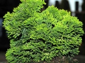 Chamaecyparis obtusa 'Aureospicata' 